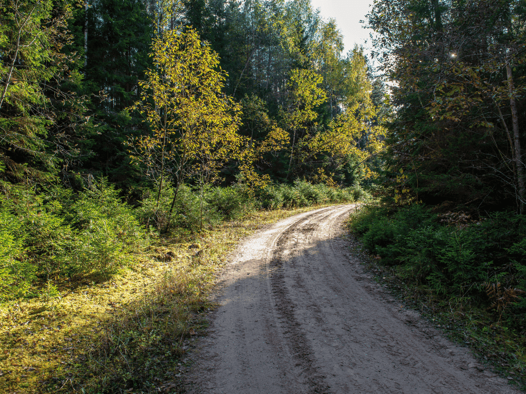 Weg durch den Wald – Symbolbild für Stabilität und Orientierung